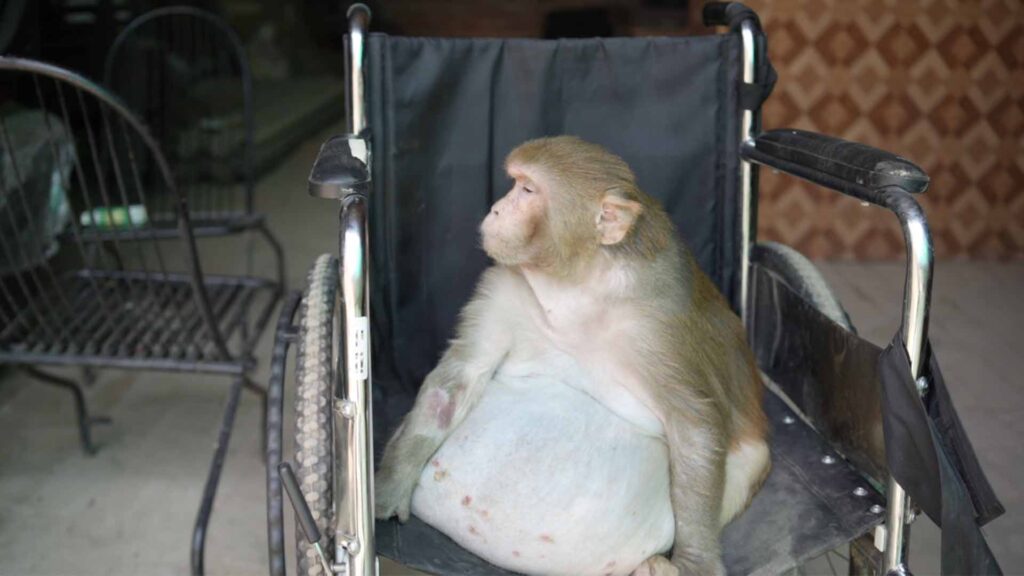 deceased monkey