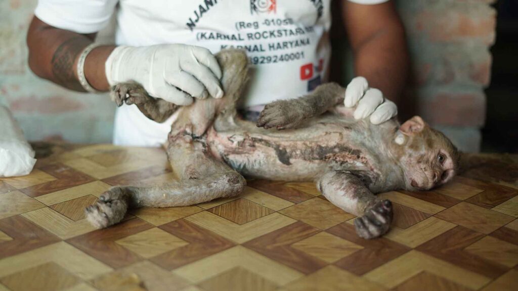 injured monkey
